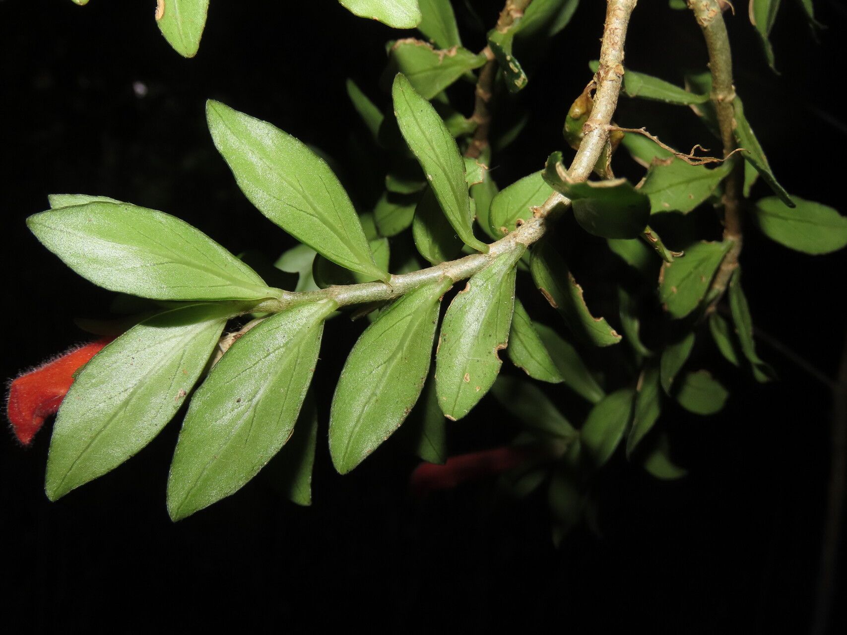 Columnea glabra leaf