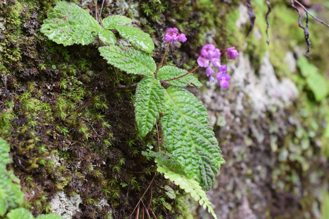 Didymocarpus oblongus habit