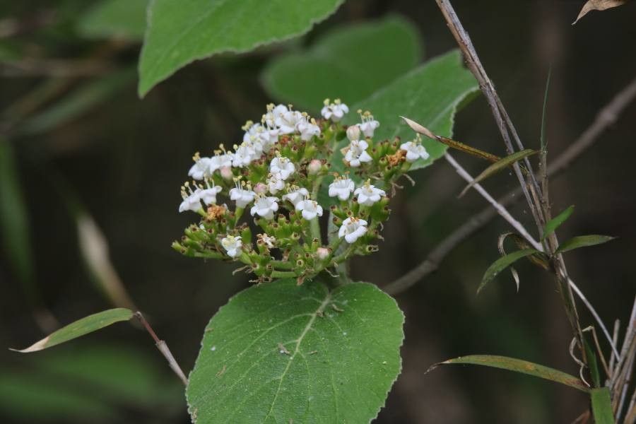 Viburnum cotinifolium flower