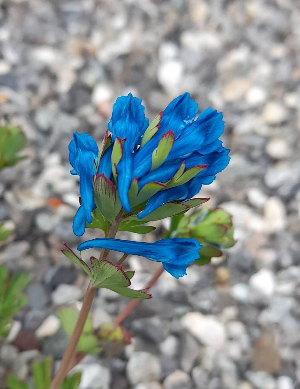 Corydalis panda flower