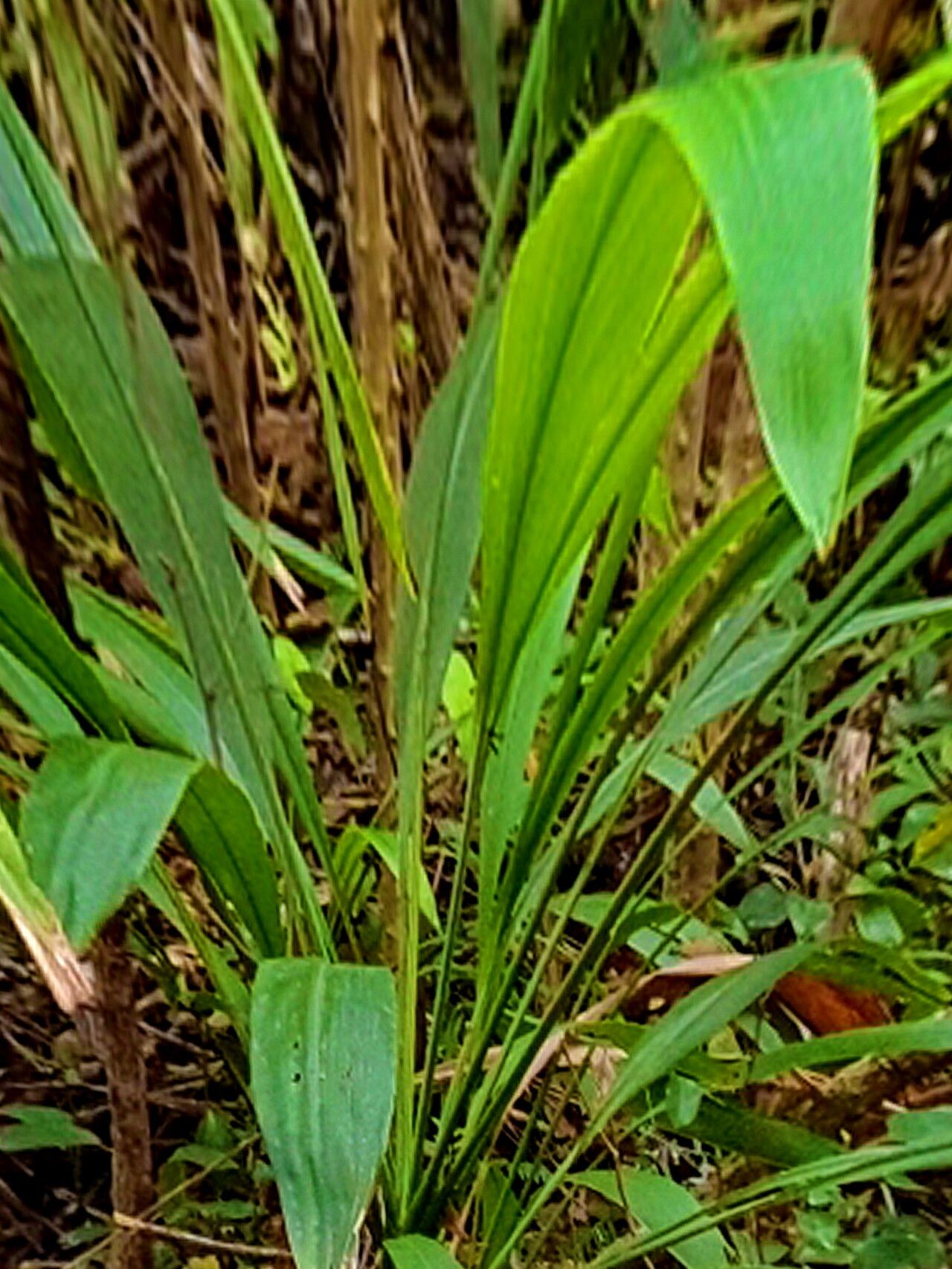 Cordyline petiolaris — houseplant care guide