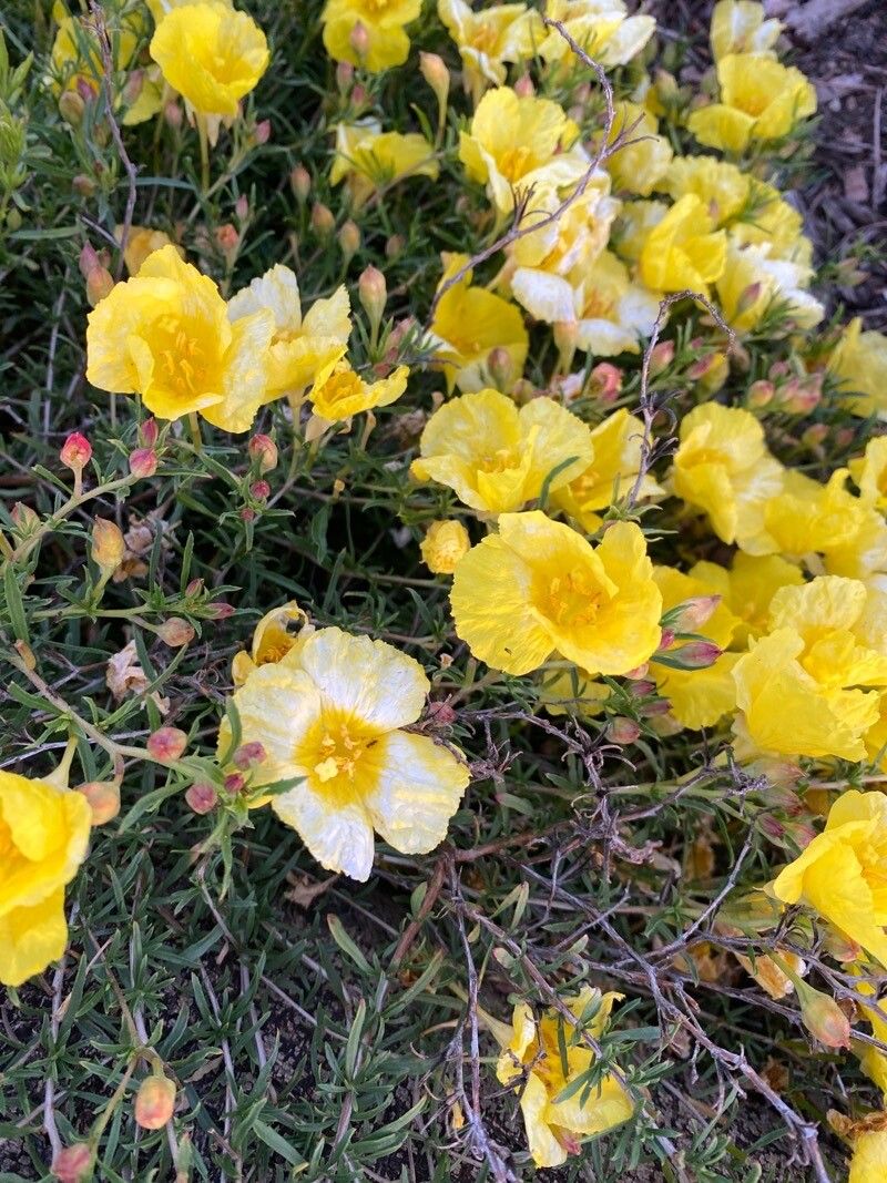 Calylophus hartwegii flower