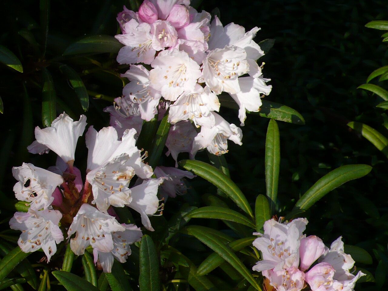 Rhododendron makinoi — houseplant care guide