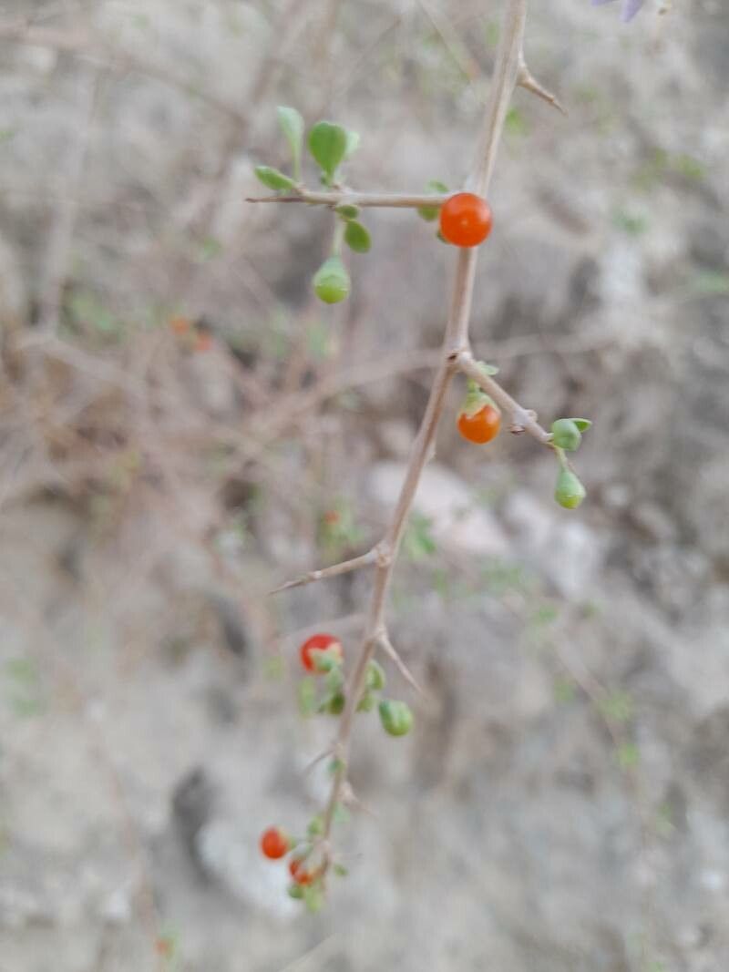 Lycium depressum fruit