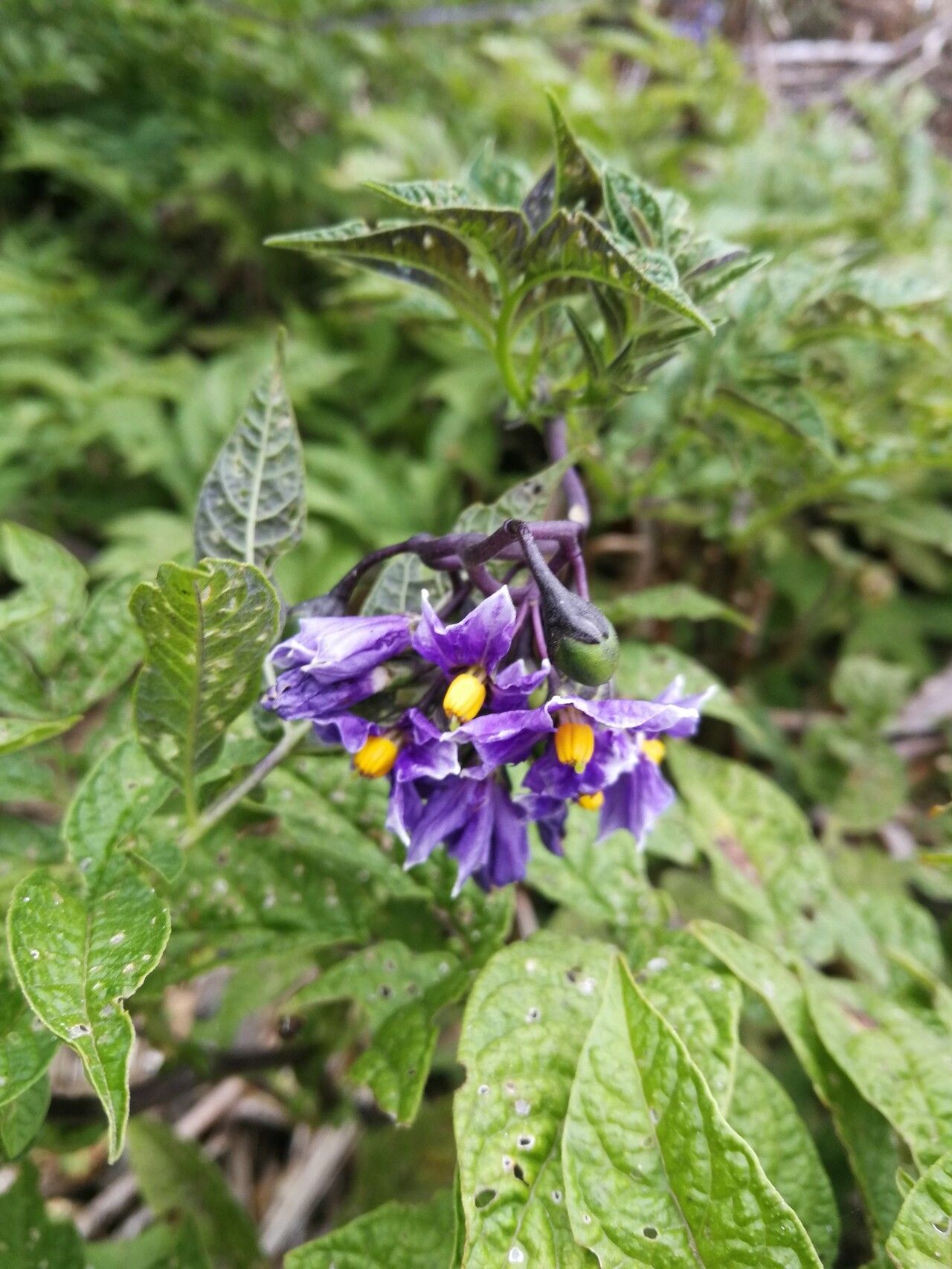 Solanum fernandezianum — houseplant care guide