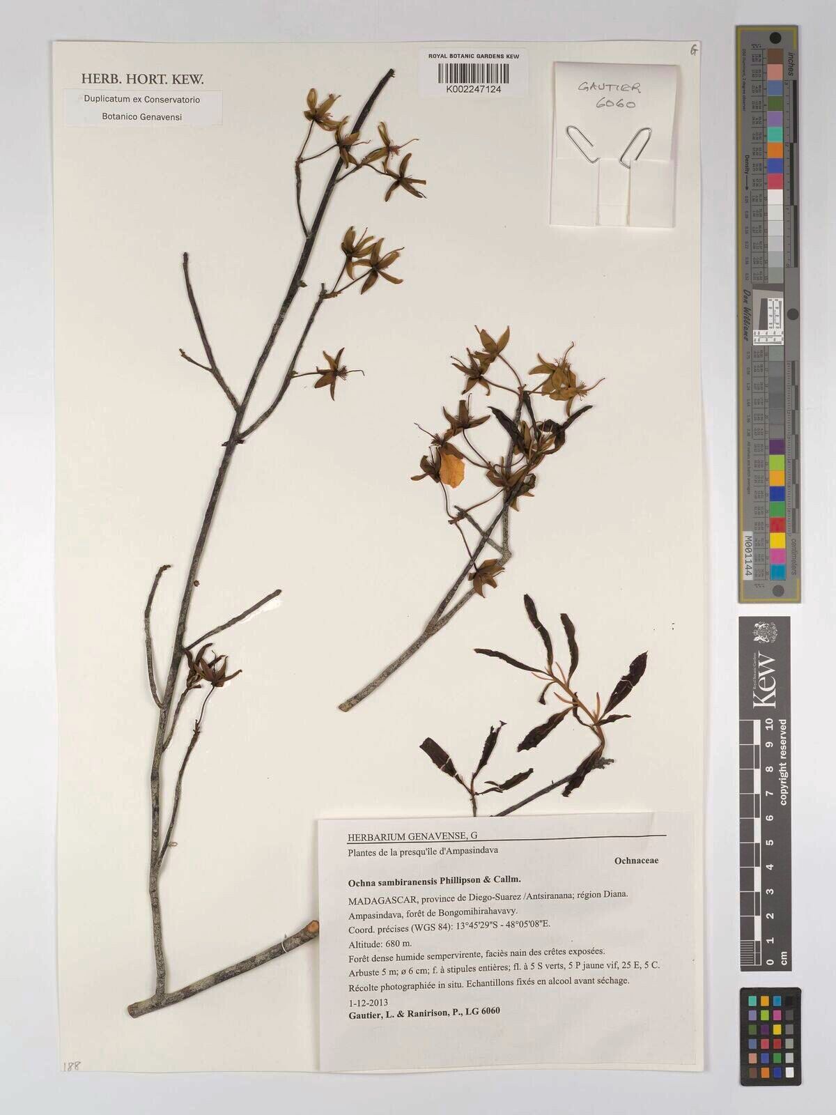 Ochna sambiranensis — houseplant care guide