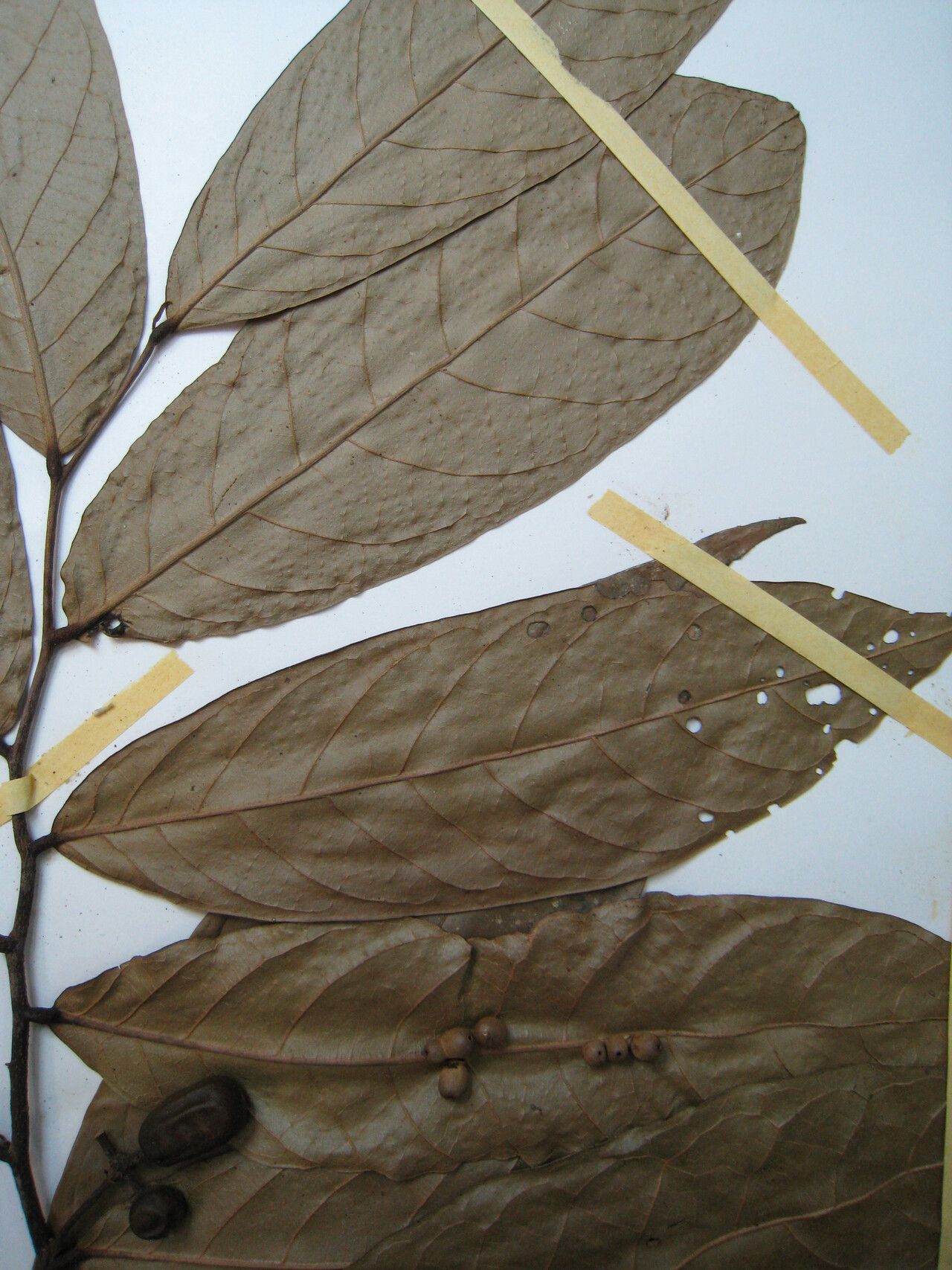 Unonopsis guatterioides — related species from the same genus