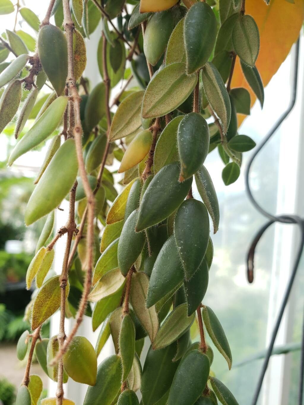 Aeschynanthus gracilis — search result for 'Aeschynanthus'