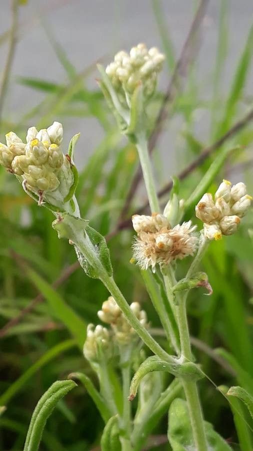 Pseudognaphalium undulatum fruit