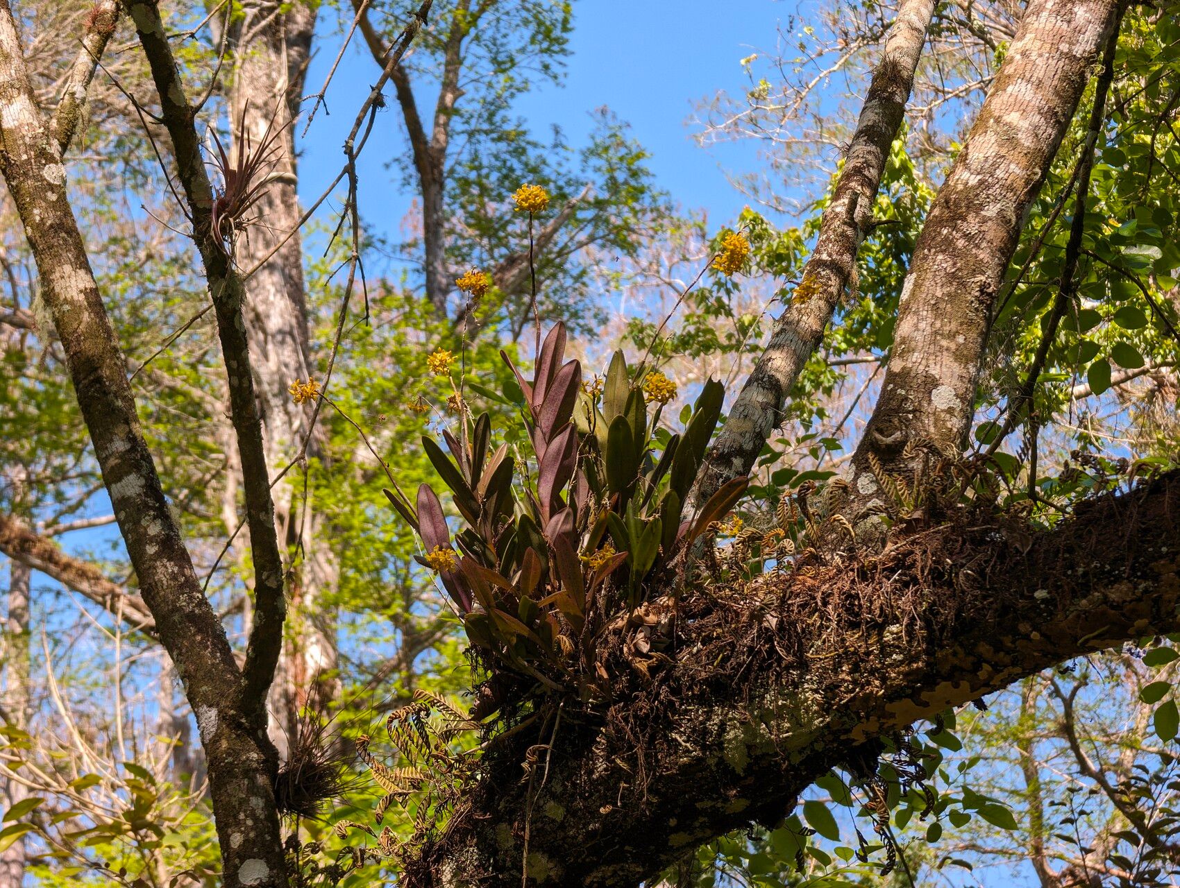 Epidendrum amphistomum