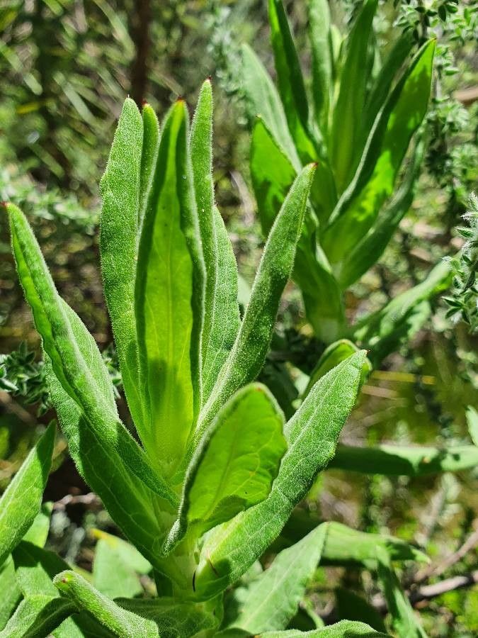 Helichrysum formosissimum — search result for 'Helichrysum'