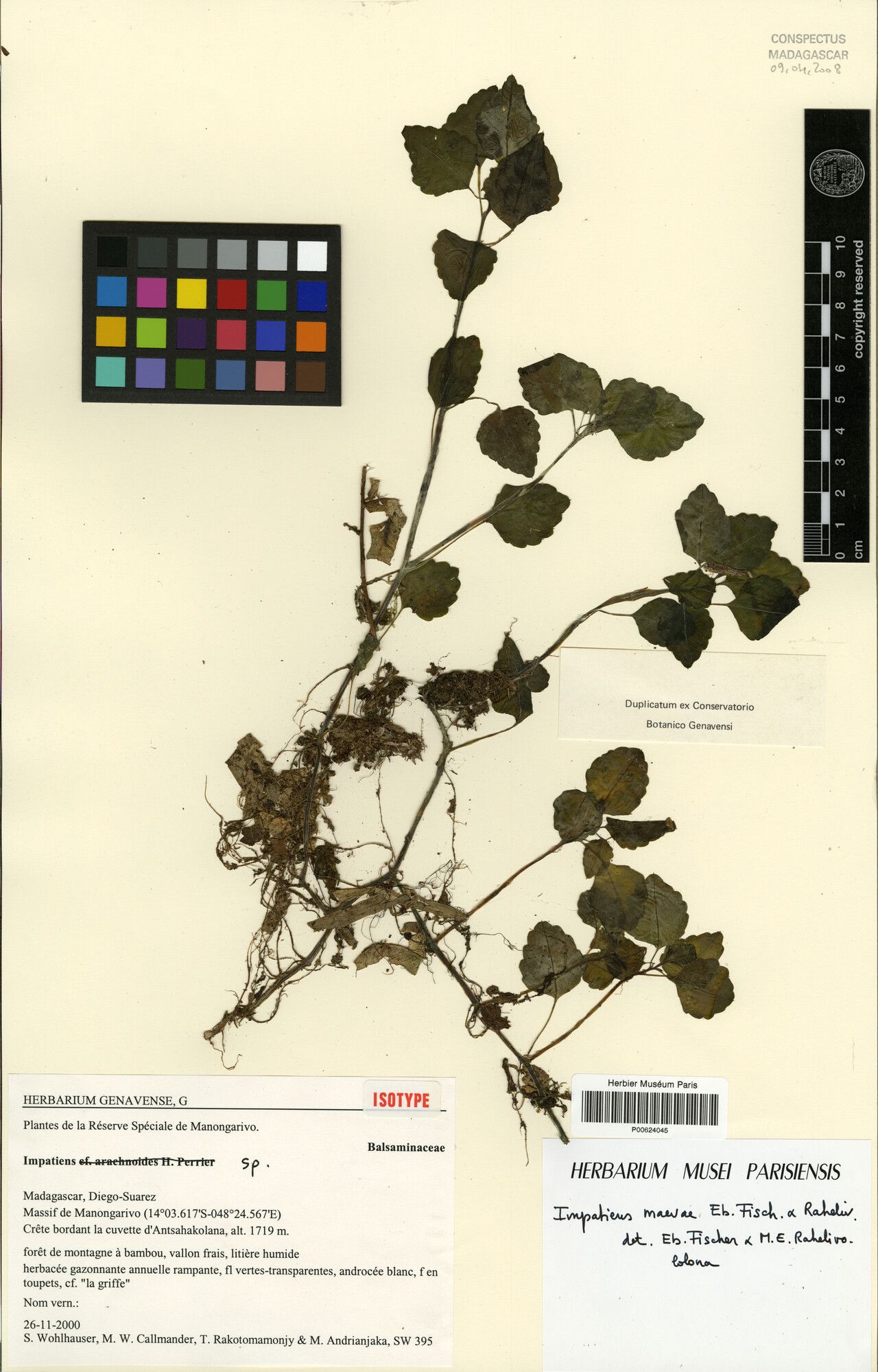 Impatiens maevae — houseplant care guide