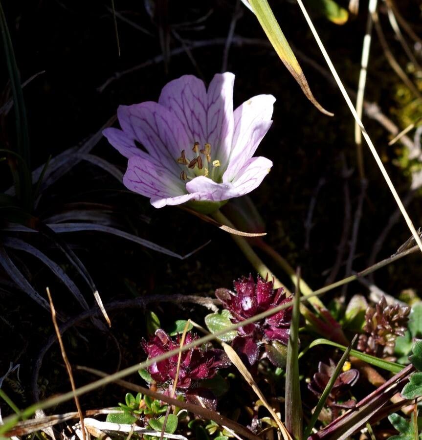 Geranium cinereum flower