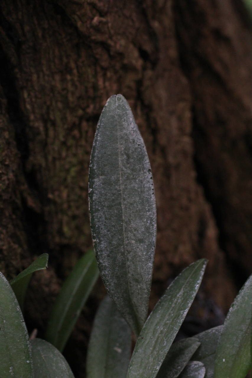 Stelis argentata — related species from the same genus