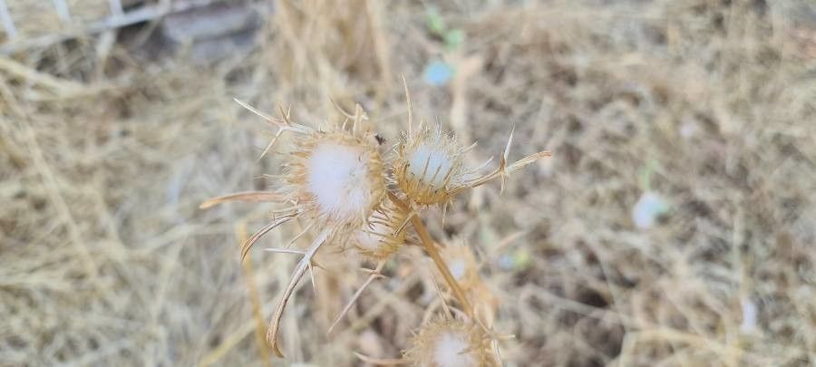 Notobasis syriaca fruit
