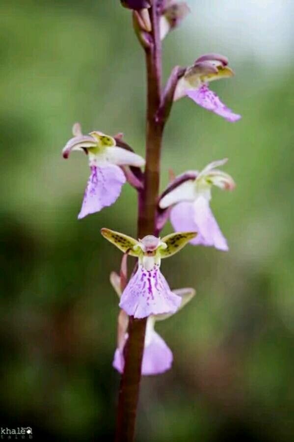 Orchis spitzelii flower