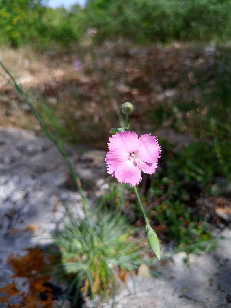 Dianthus tarentinus — houseplant care guide