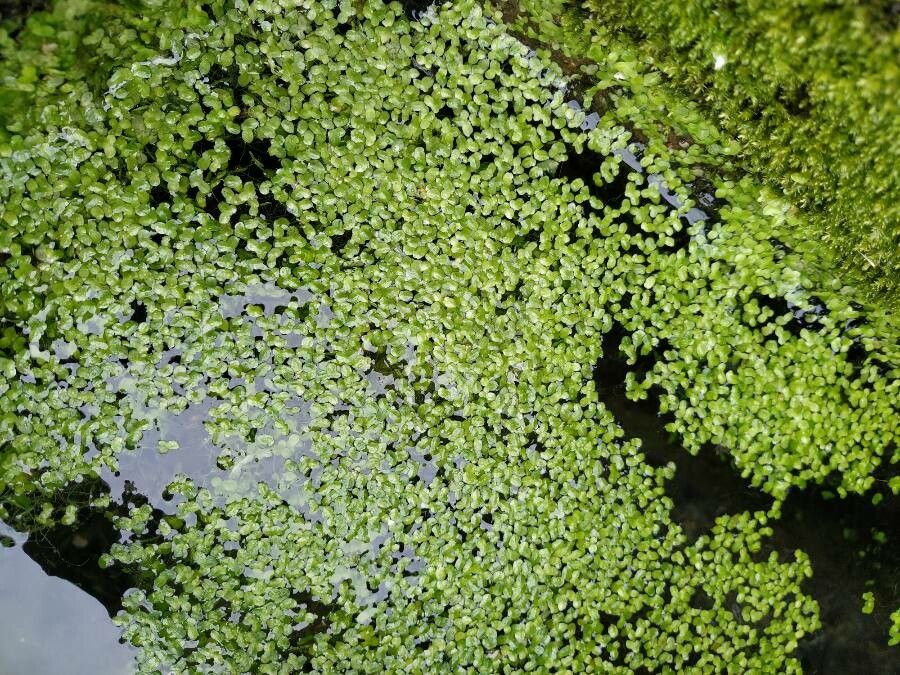 Lemna aequinoctialis flower