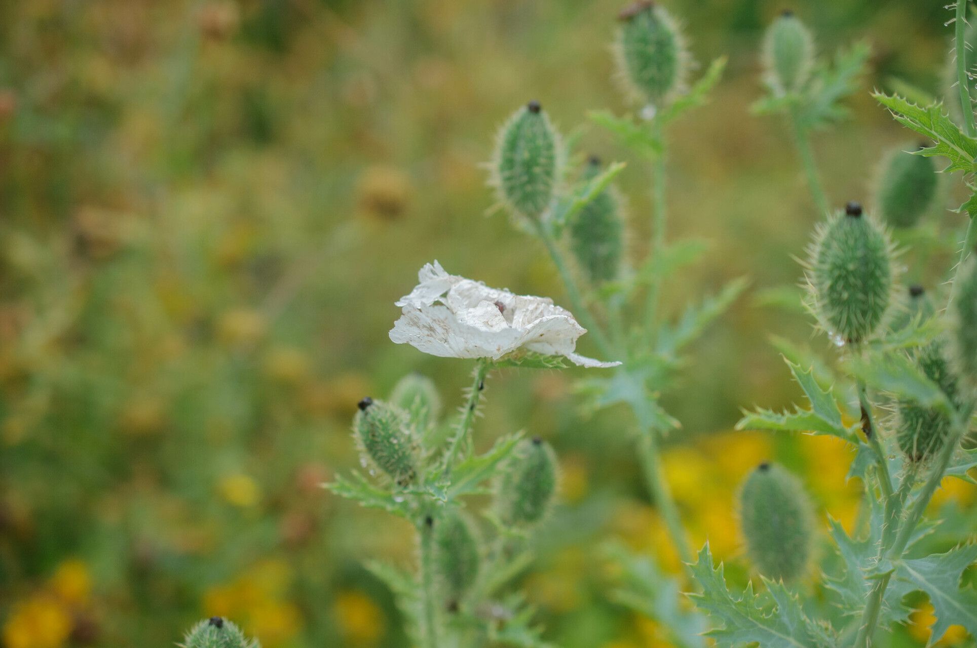 Argemone grandiflora — related species from the same genus