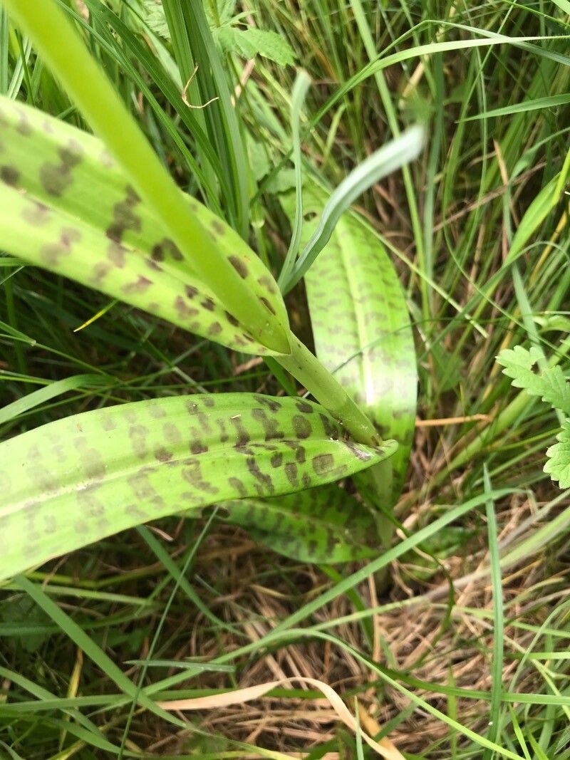 Dactylorhiza x grandis — search result for 'Dactylorhiza'