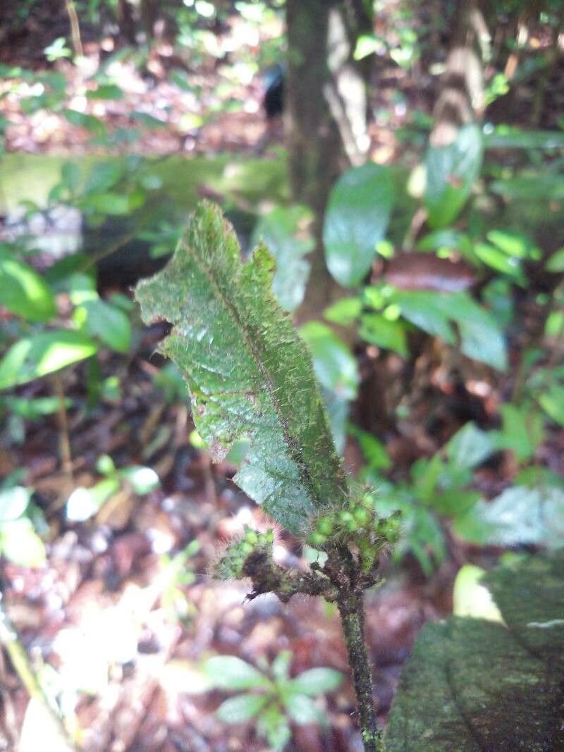Cordia nodosa flower