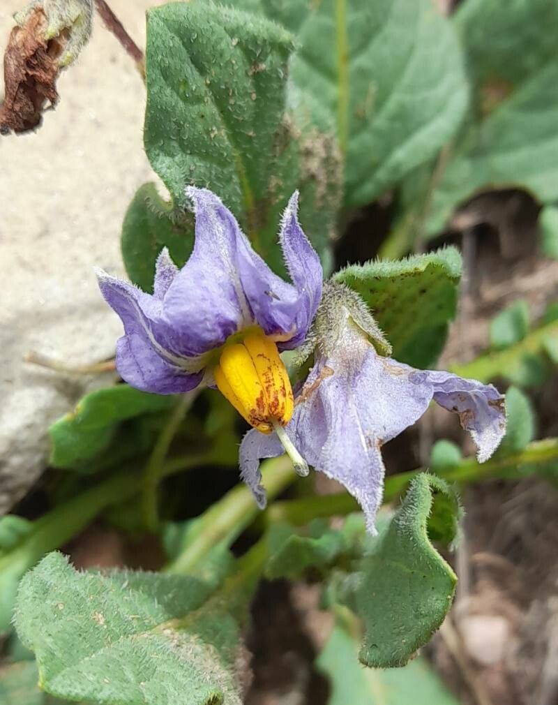Solanum boliviense flower