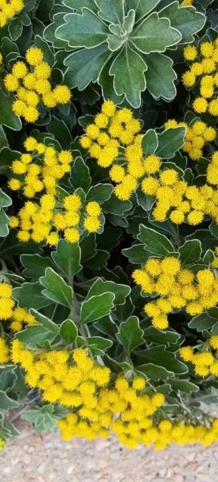 Ajania pallasiana — related species from the same genus