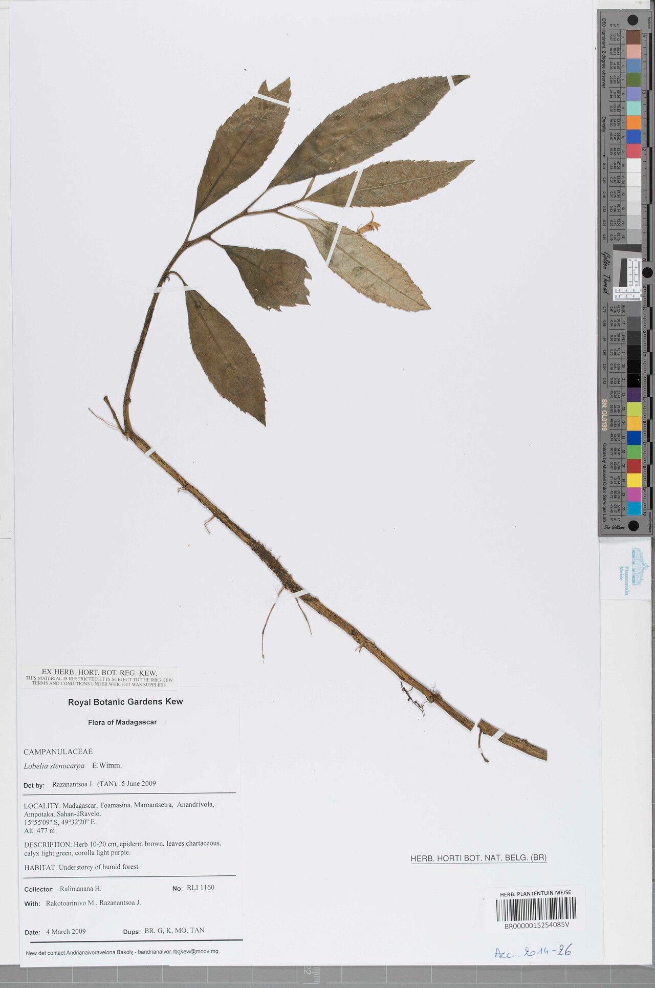 Lobelia stenocarpa — houseplant care guide