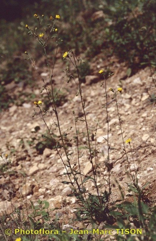 Hieracium concinnum habit