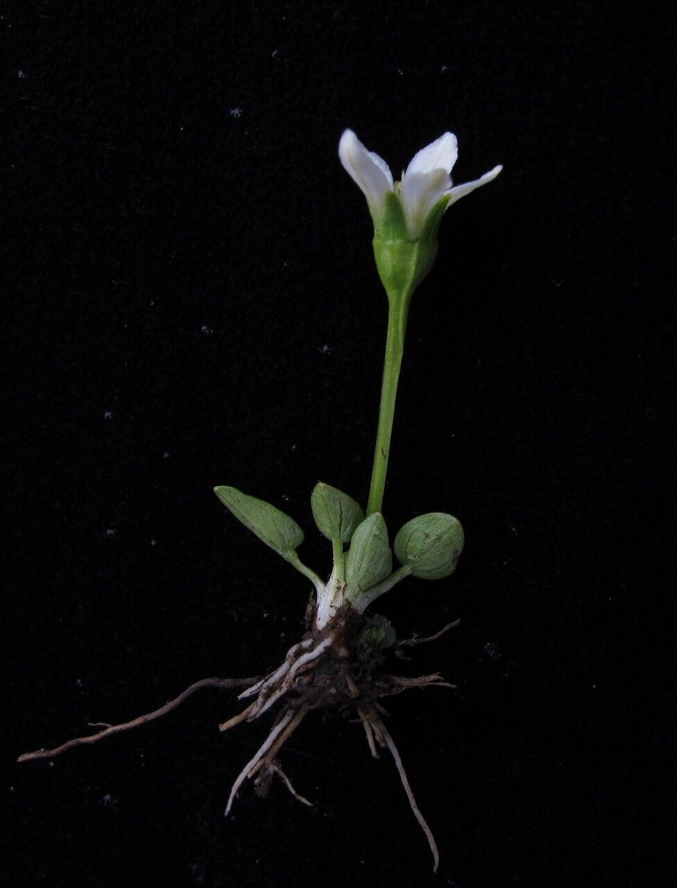 Parnassia pusilla habit