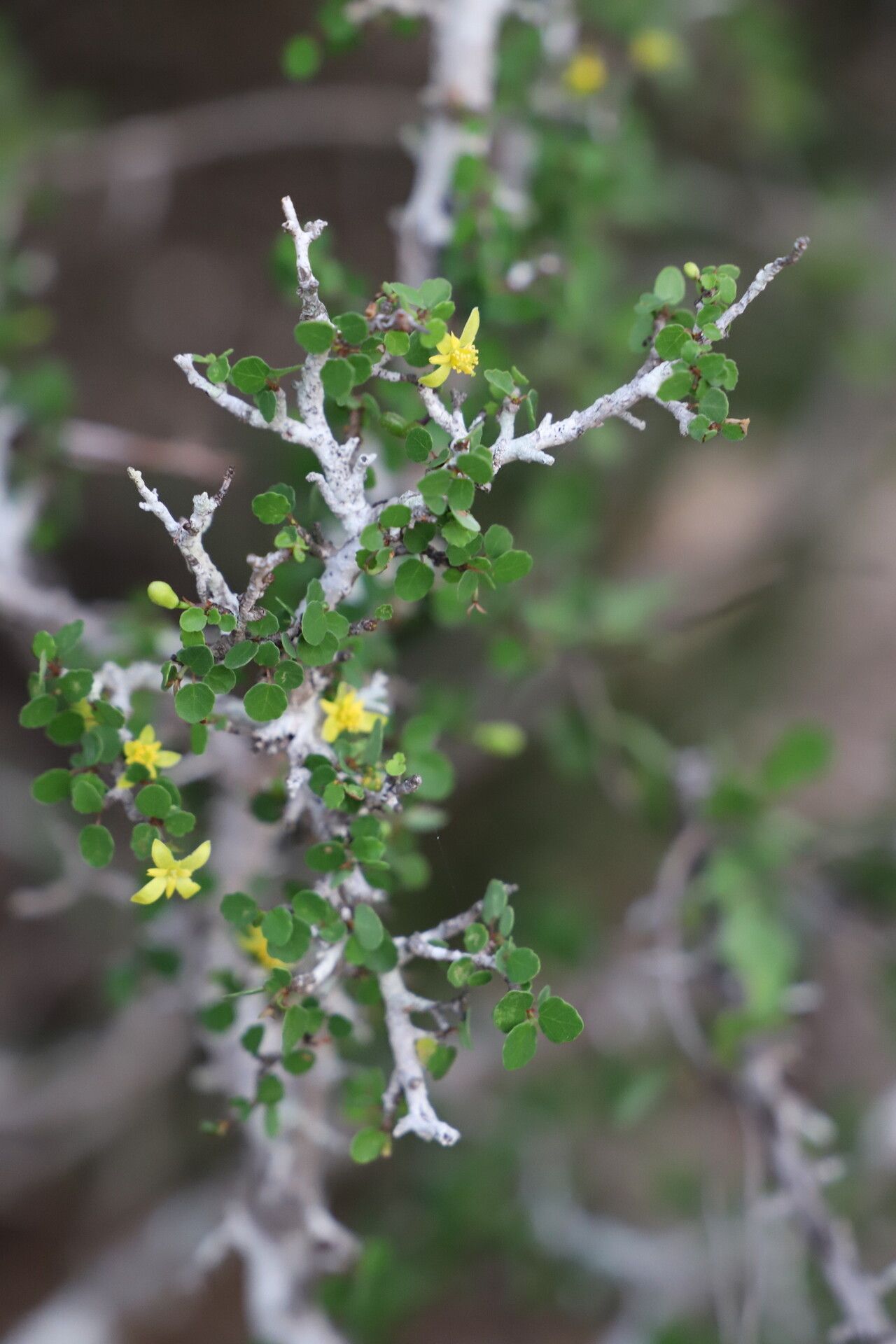 Grewia calvata habit