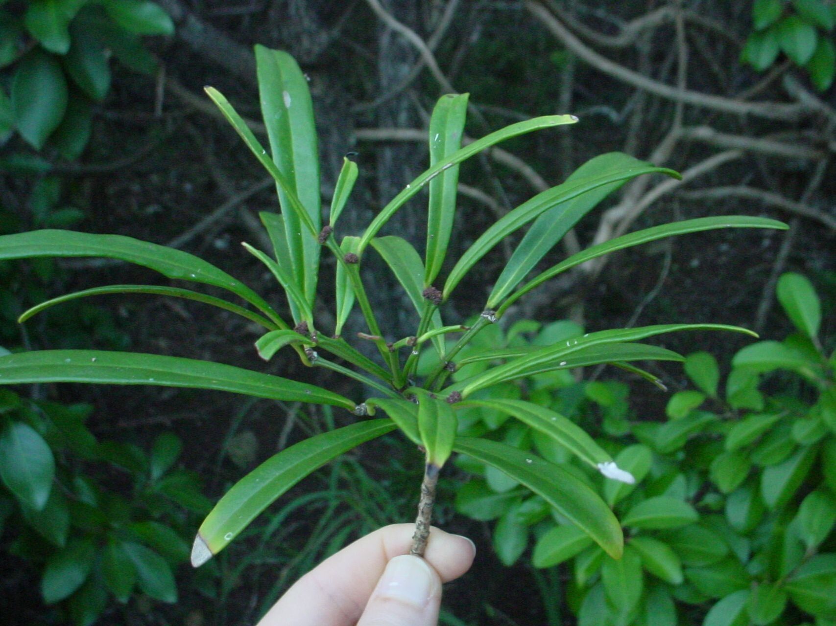 Phyllanthus conjugatus other