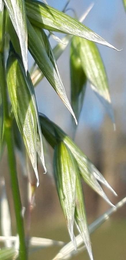 Festuca lemanii leaf