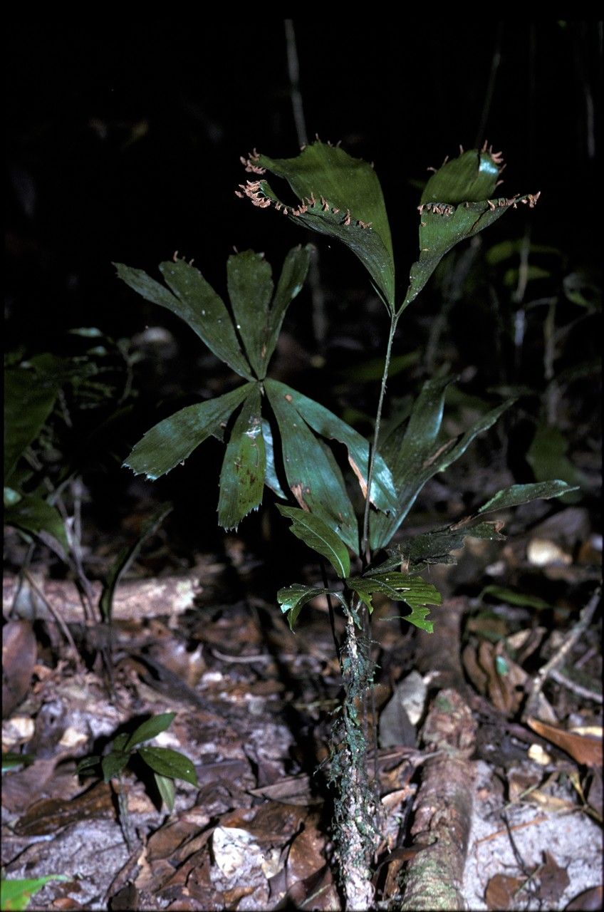 Schizaea elegans habit