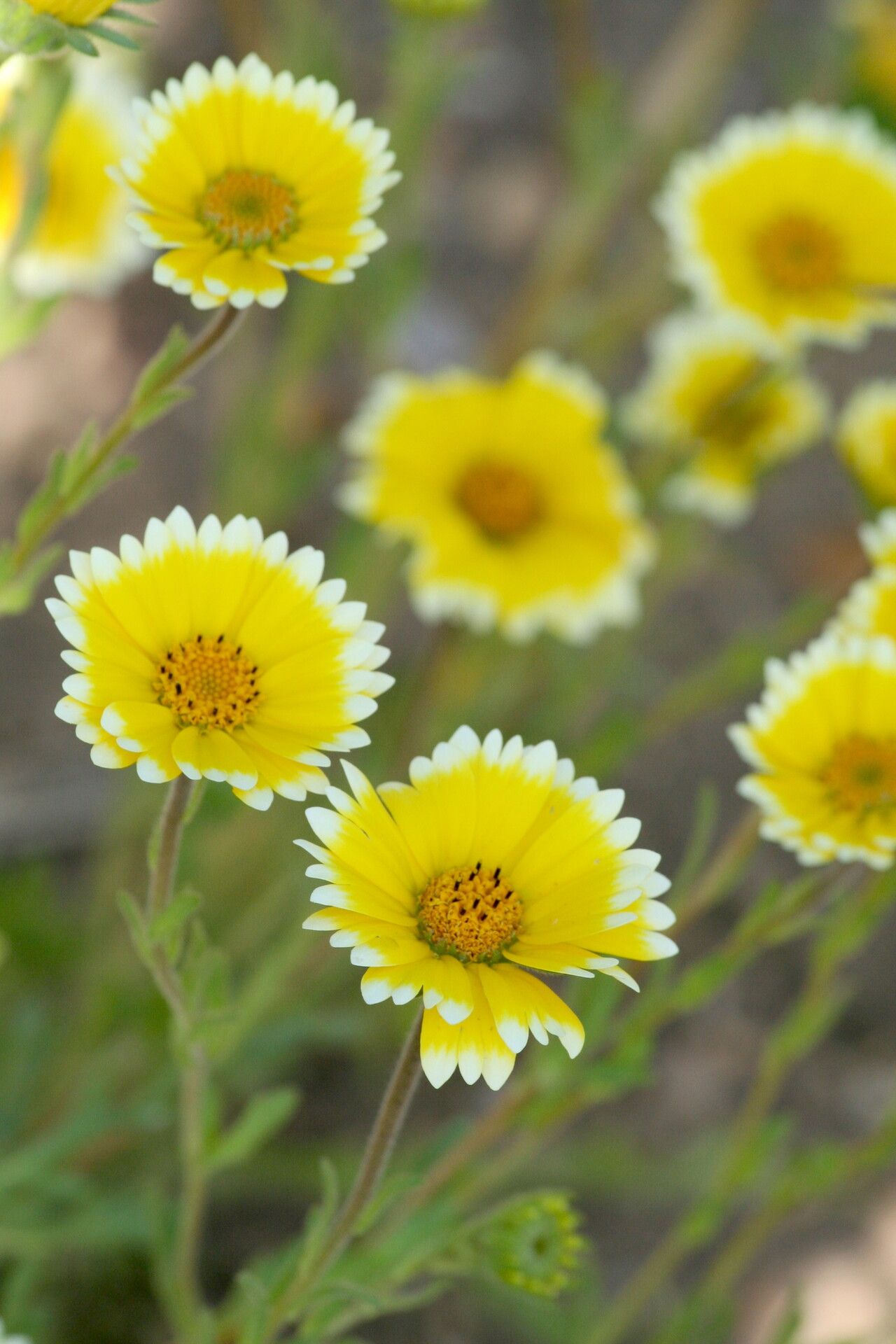 Layia platyglossa flower