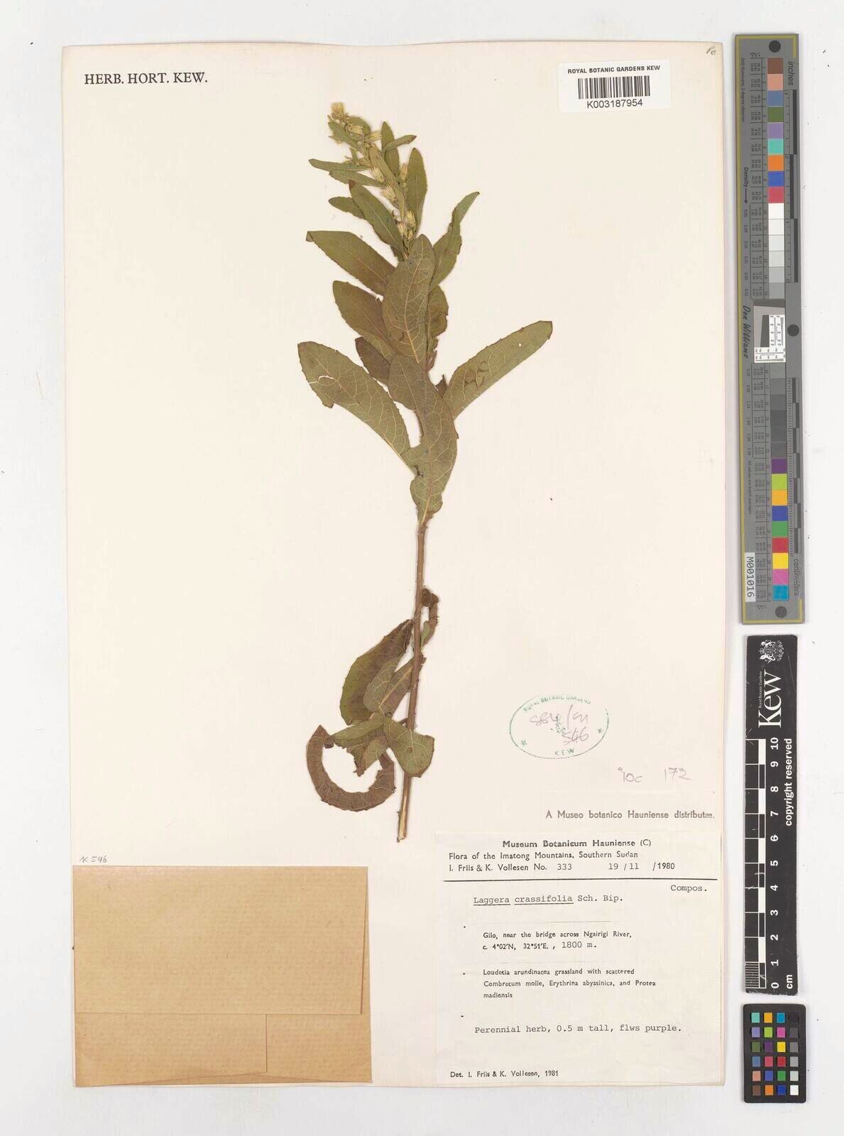 Laggera crassifolia — related species from the same genus