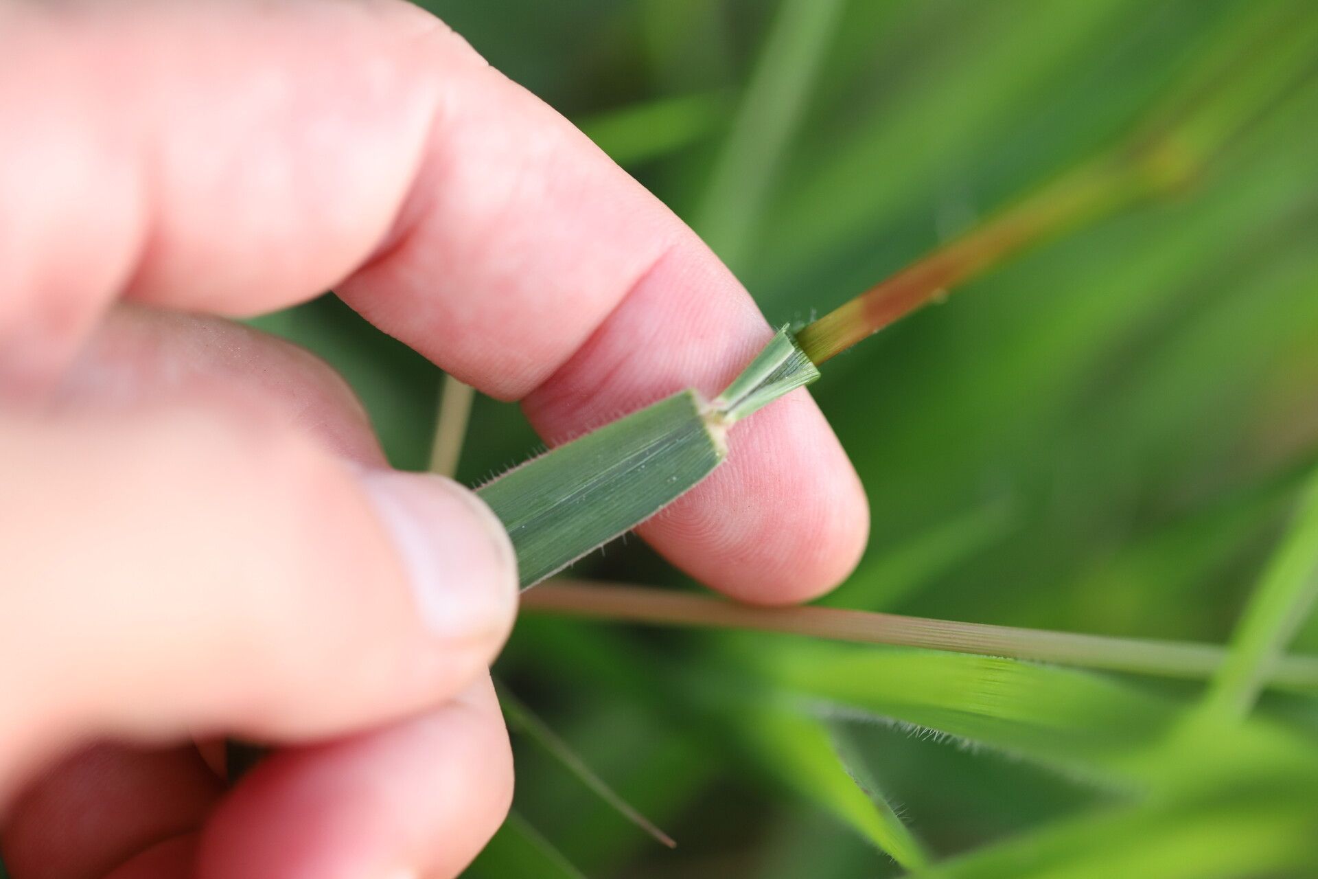 Urochloa jubata leaf