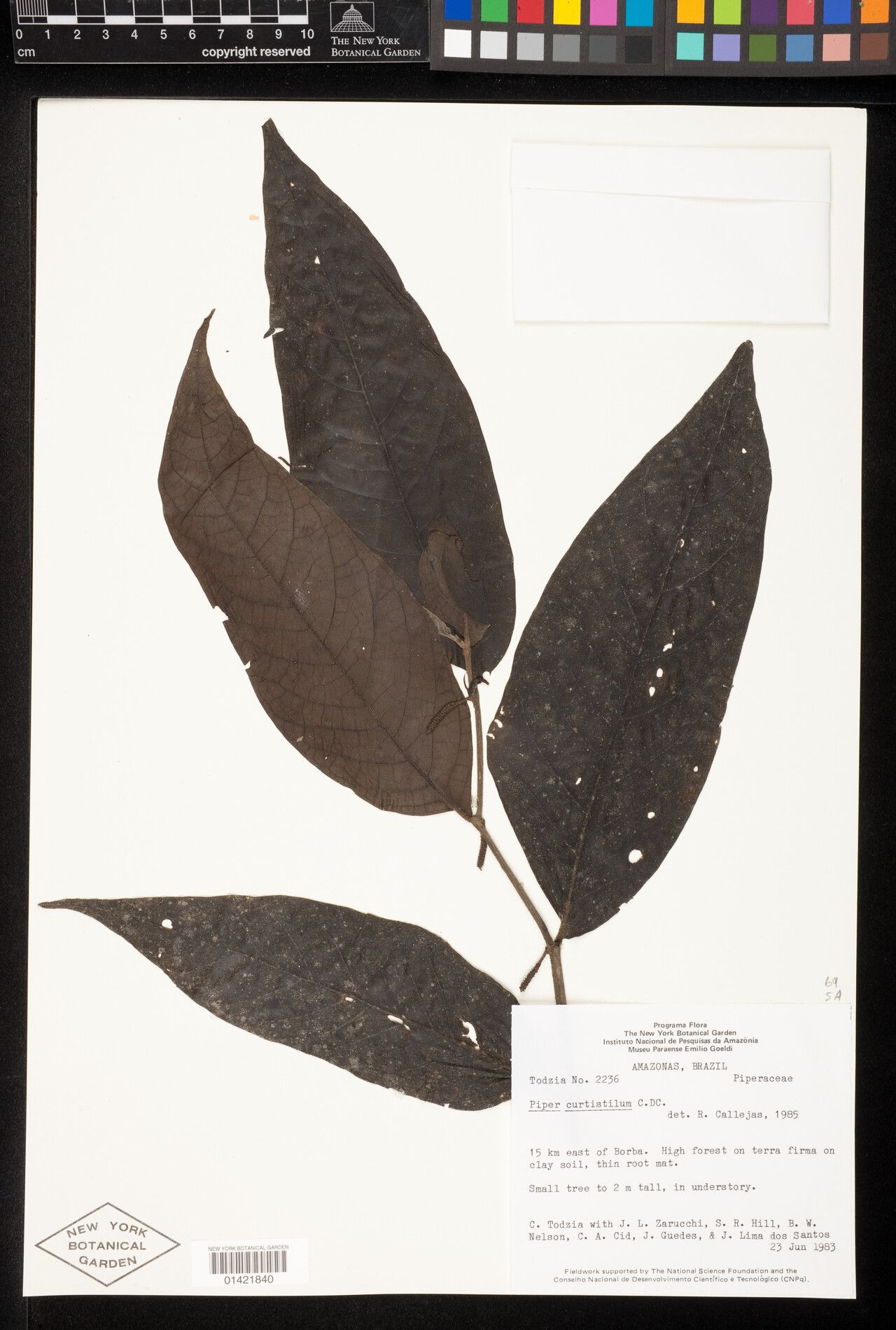 Piper curtistilum leaf