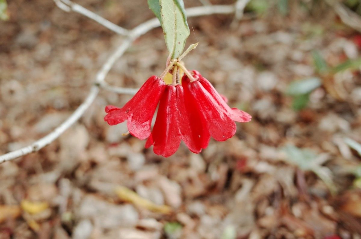 Rhododendron venator flower