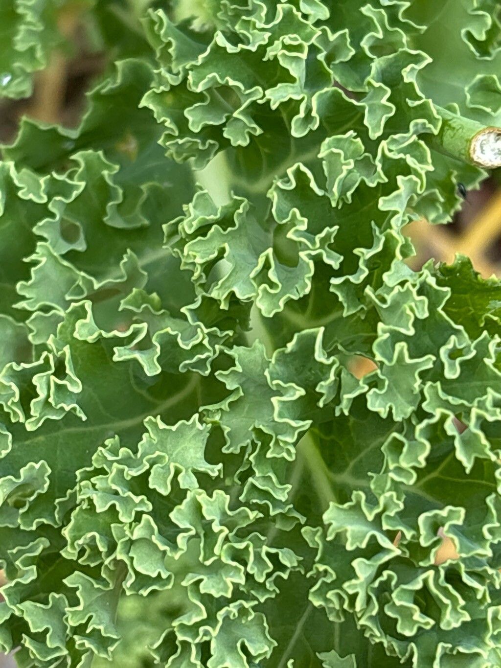 Brassica rupestris — search result for 'Brassica'