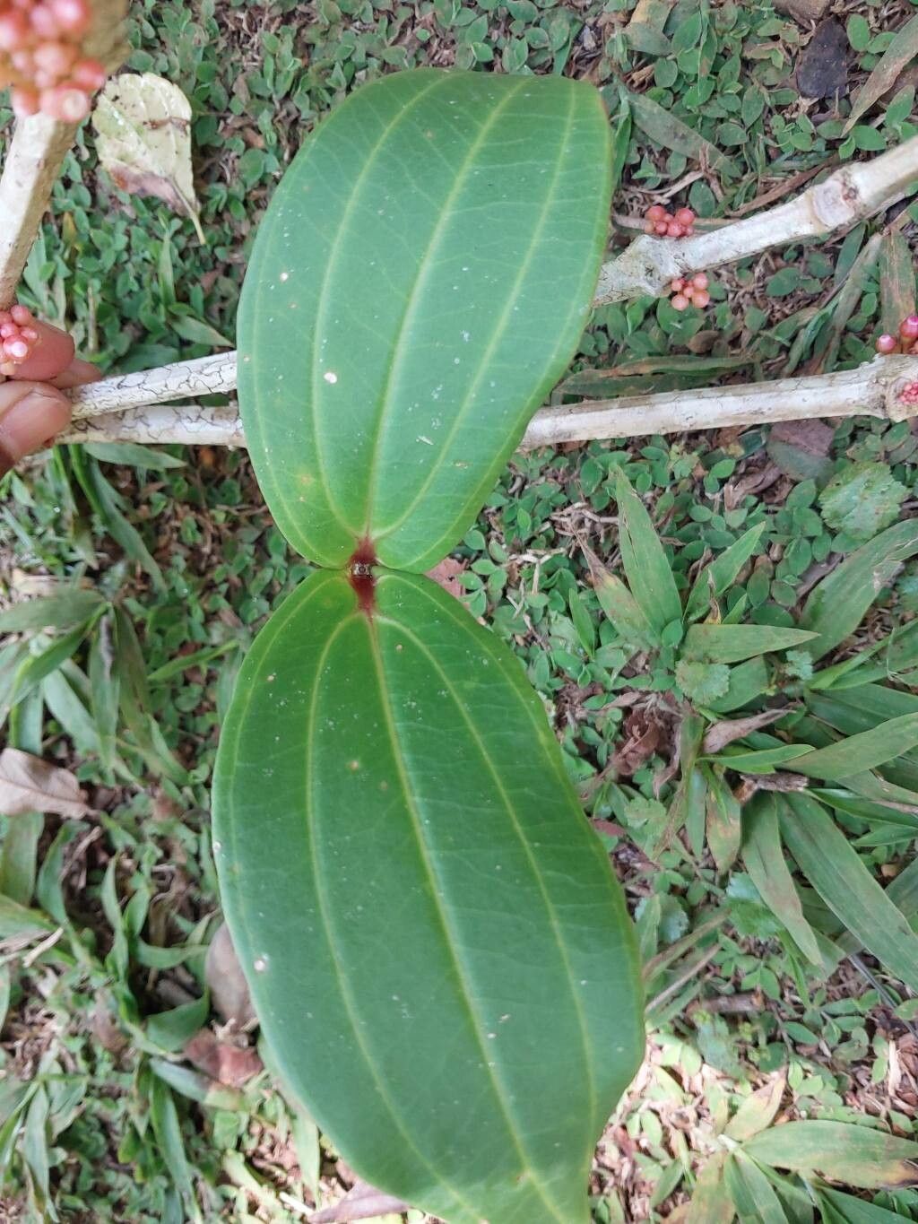 Medinilla quadrangularis leaf