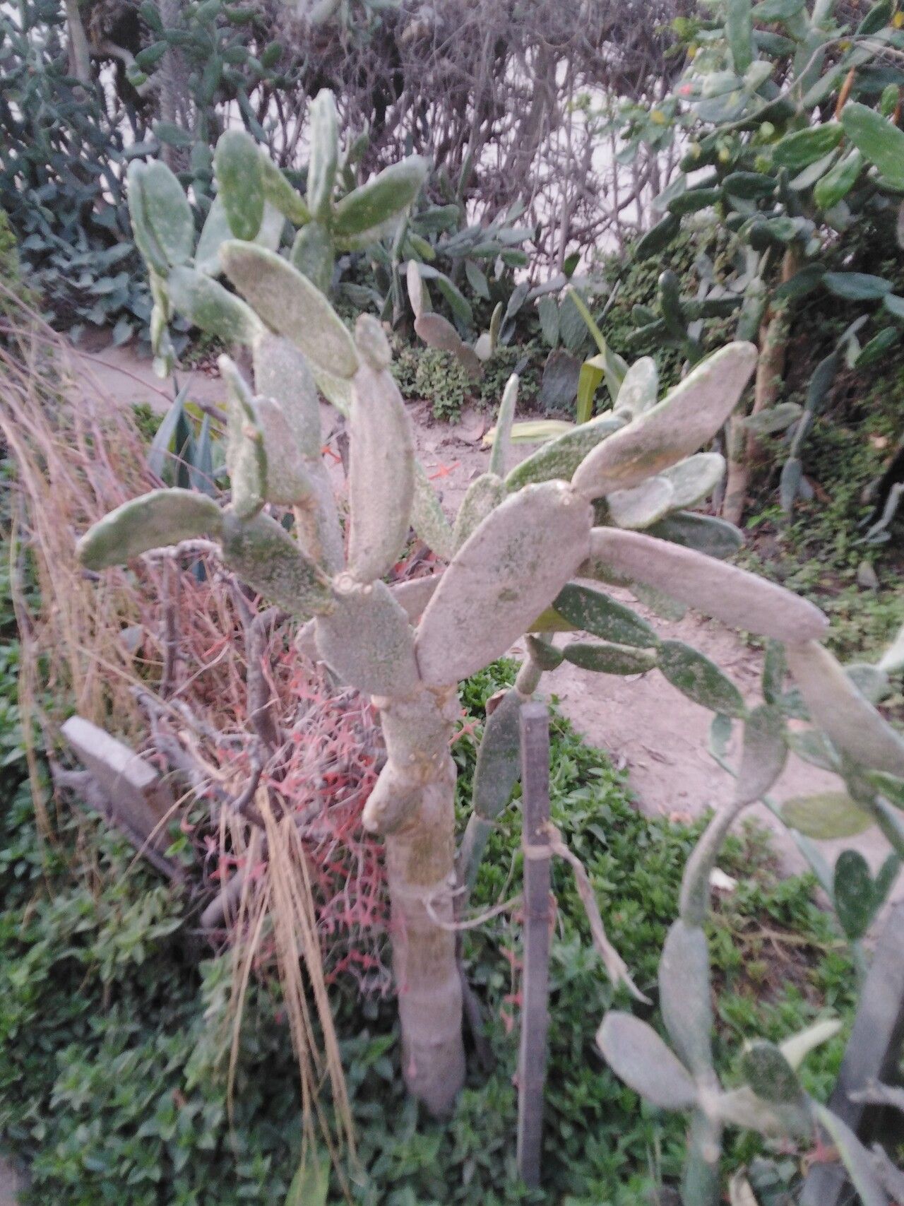 Consolea moniliformis bark