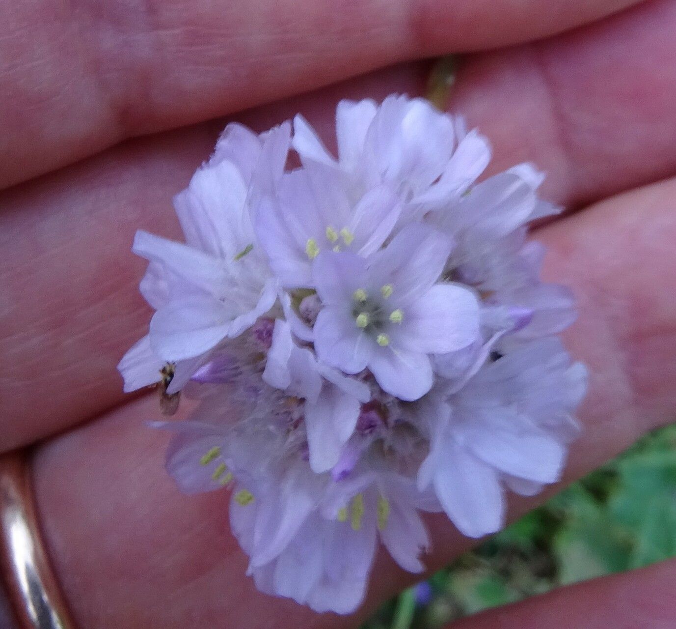 Armeria choulettiana flower
