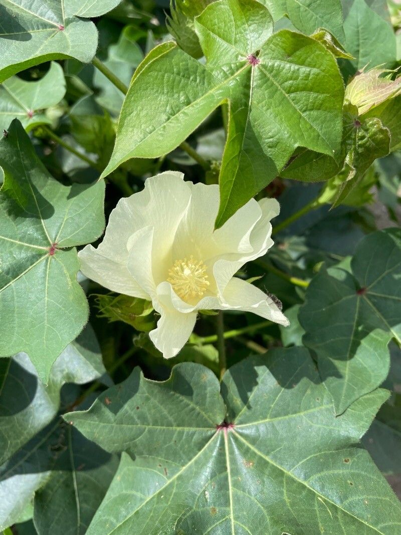 Gossypium hirsutum flower