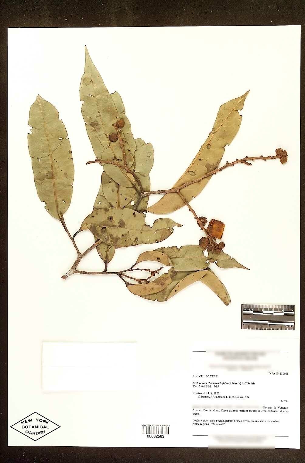 Eschweilera rhododendrifolia fruit