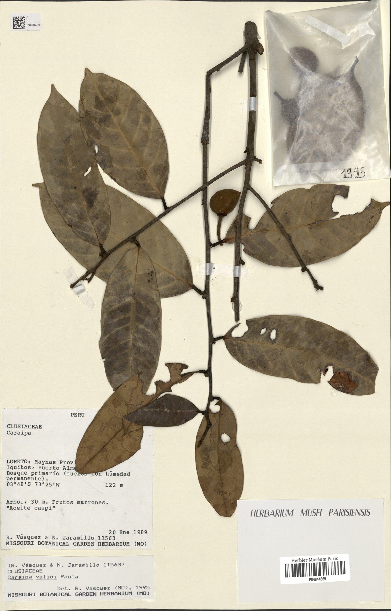 Caraipa valioi fruit