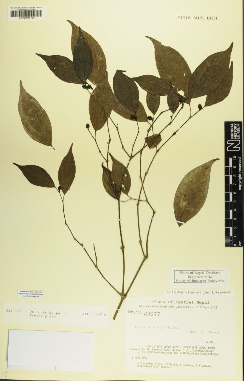 Piper peepuloides other