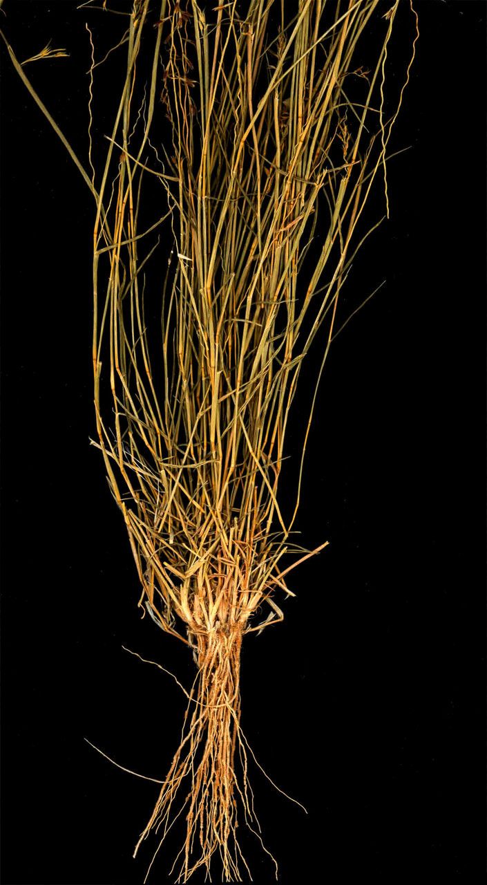 Leptothrium senegalense habit