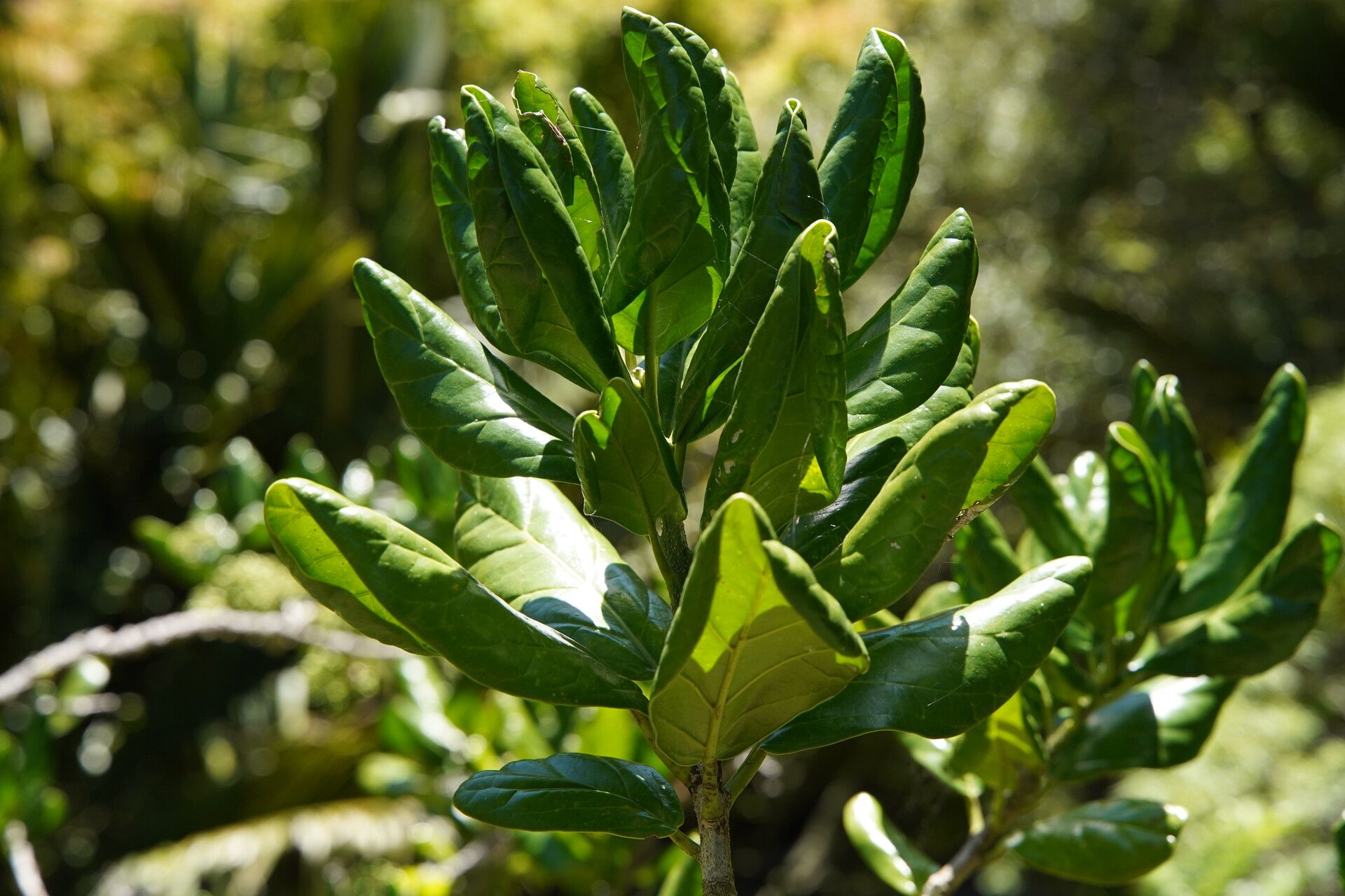 Pennantia endlicheri — related species from the same genus