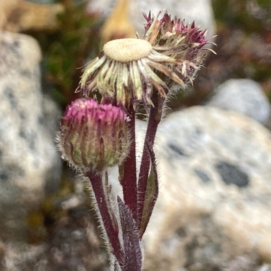 Erigeron ecuadoriensis flower